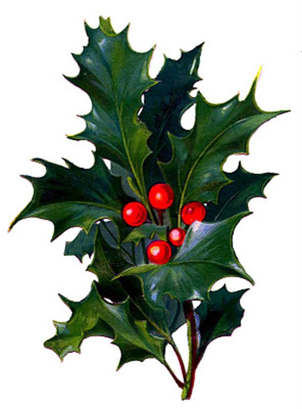 christmas ivy clipart - photo #31